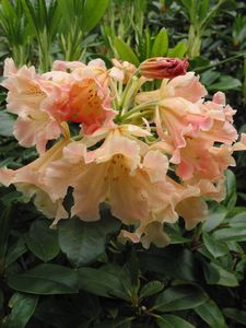 Rhodo Gold Finger